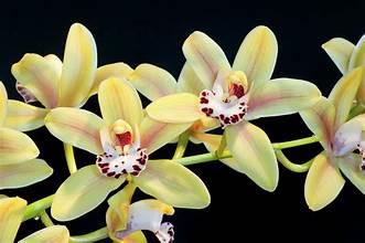 Cymbidium sp